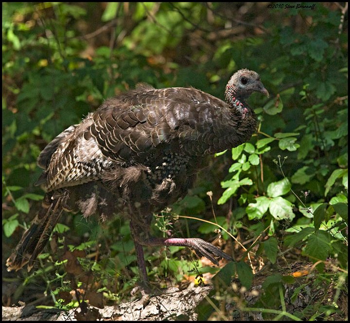 _0SB4822 wild turkey.jpg